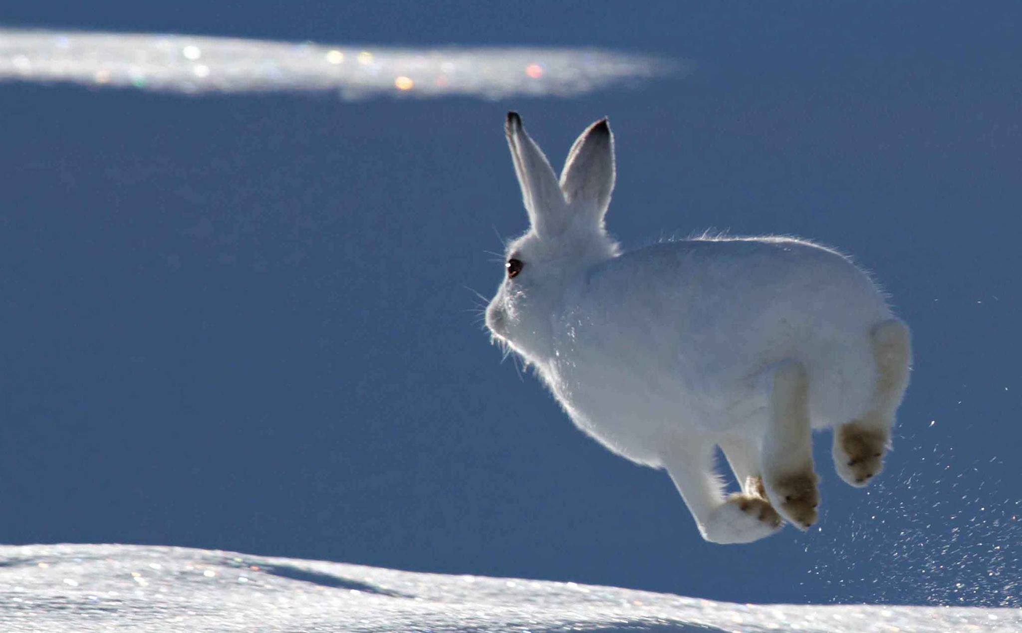 Candida come la neve, la lepre variabile muta il pelo a seconda delle stagioni